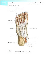 Sobotta  Atlas of Human Anatomy  Trunk, Viscera,Lower Limb Volume2 2006, page 383
